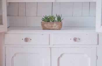 Green Snake Plants on Brown Pot