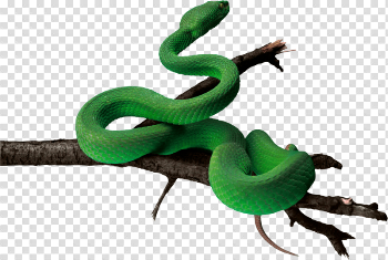 Green Snake Png Image