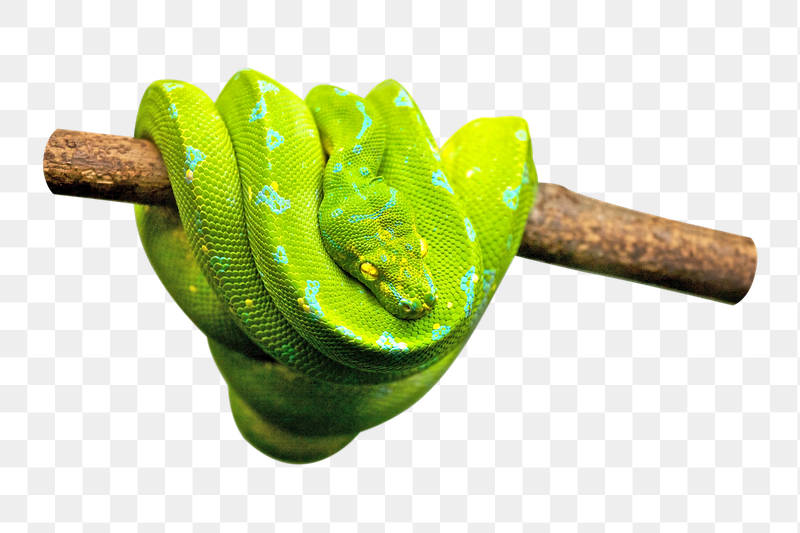 Green snake png sticker, transparent | Free PNG - rawpixel