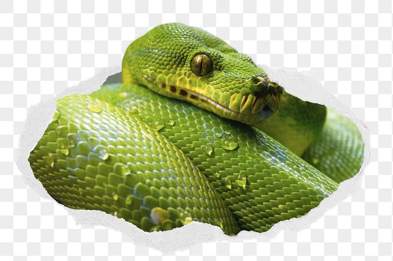 Green snake png sticker, wildlife | Free PNG - rawpixel