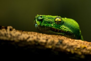 Green Snake Resting Chin On Branch