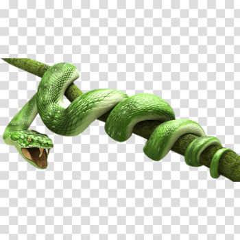 Green Snake transparent PNG - StickPNG