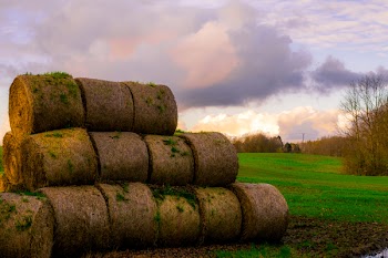 Green Sod
