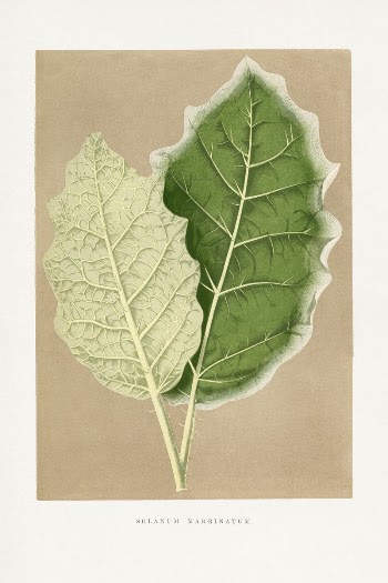 Green Solanum Marginatum leaf illustration | Free Photo Illustration - rawpixel