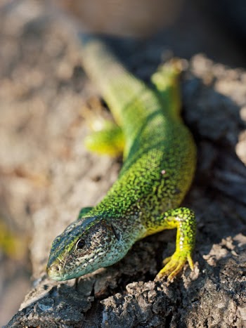 Green Speckled Lizard on Grey Rock