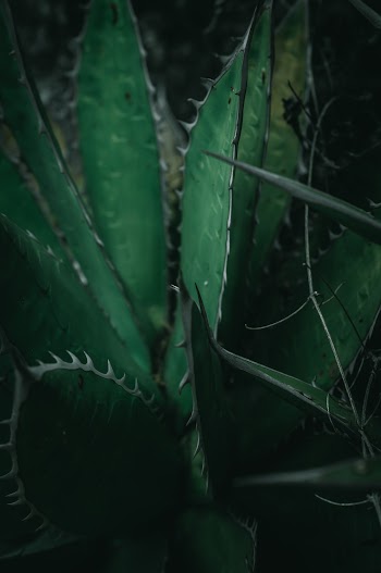 Green Spiked Plant