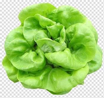 Green spinach , Butterhead lettuce Celtuce Vegetable Spinach Romaine lettuce, Butterhead Lettuce transparent background PNG clipart