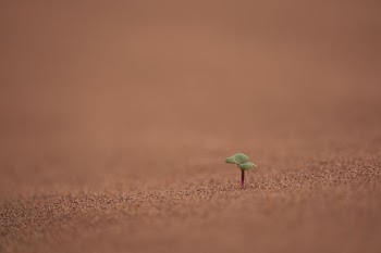 green sprout planted on soil