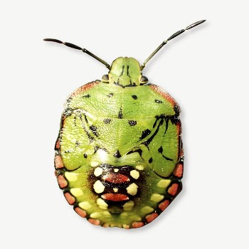 Green stink bug collage element | Free PSD - rawpixel