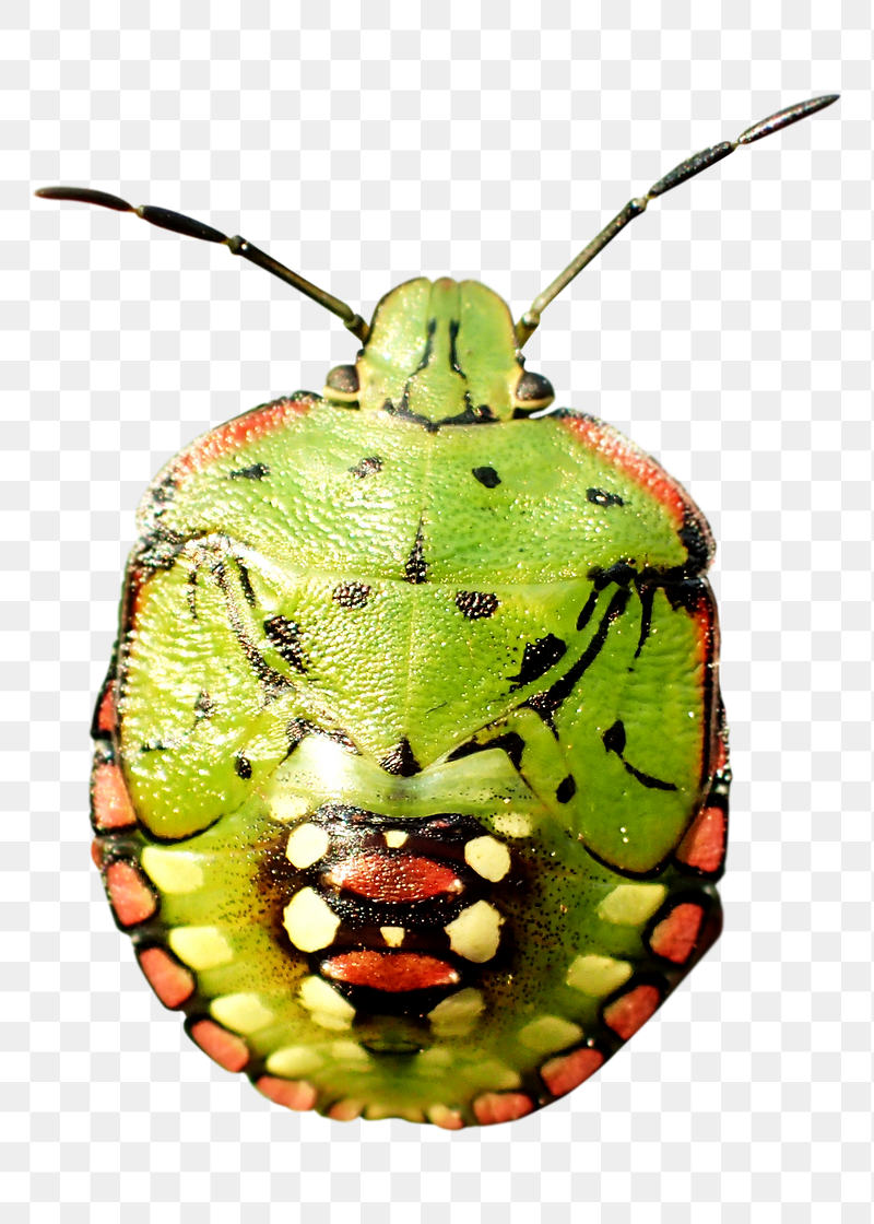 Green stink bug png sticker, | Free PNG - rawpixel
