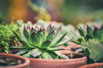 Green Succulent