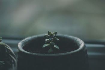 green succulent inside pot