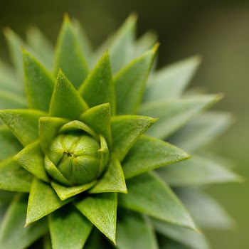 Green Succulent Plant