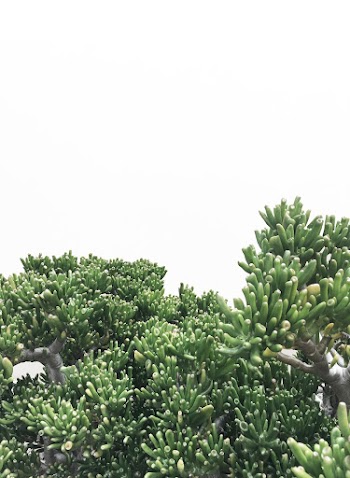 Green Succulent Plant