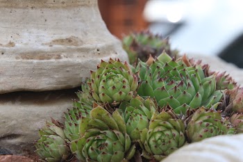 Green Succulent Plant Close-up Photography