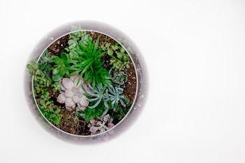 Green Succulent Plant in Terrarium