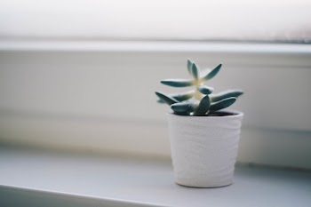 Green Succulent Plant in White Pot