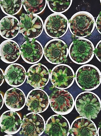 green succulent plant lot on white flowerpots