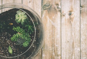 Green Succulent Plant on Clear Glass Jar on Top of Brown Wooden Surface