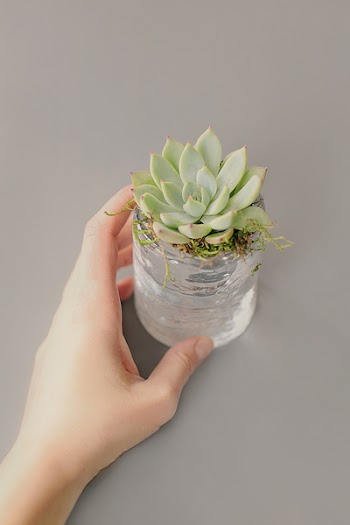 Green Succulent Plant on Clear Glass Pot