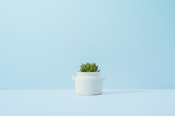 green succulent plant on white vase