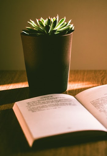 Green Succulent Plant With Brown Pot