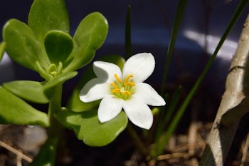 Green Succulent Plant With White Blossom