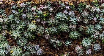 Green Succulent Plants
