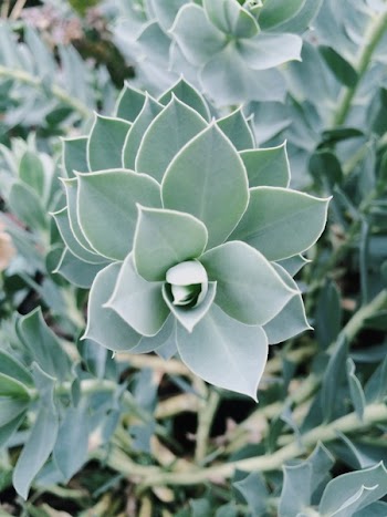 Green Succulent Plants