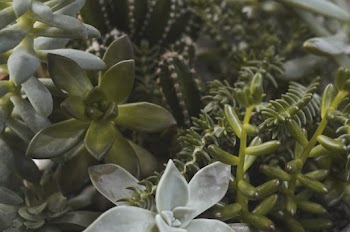 Green Succulent Plants and Cactus