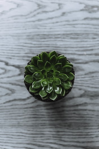 Green Succulents