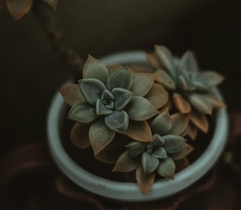 Green Succulents Blooming