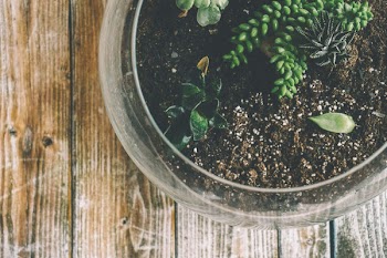 Green Succulents in Clear Glass Bowl