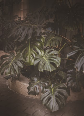 Green Swiss Plants Potted on Brown Pot