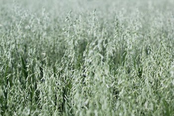 Green Tall Grasses