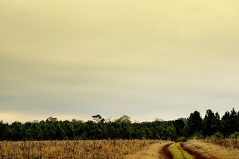 Green Tall Trees