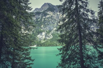 Green Tall Trees Near Body of Water