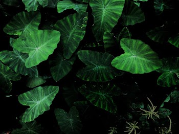 Green Tarot Plant