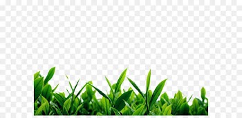 Green tea Camellia sinensis Download - Green tea background material 