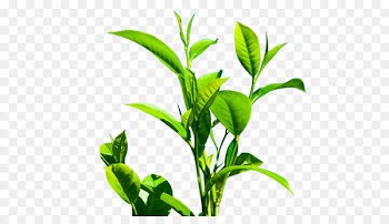 Green tea Camellia sinensis Leaf - Fresh green tea tree 