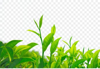 Green tea Chrysanthemum tea Leaf Camellia sinensis - green tea 