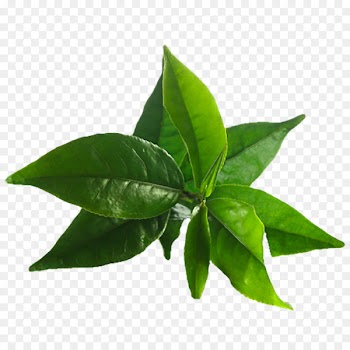 Green tea Coffee Matcha Japanese Cuisine - green tea 