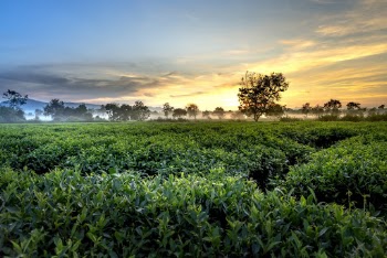 Green Tea Farm during Golden Hour