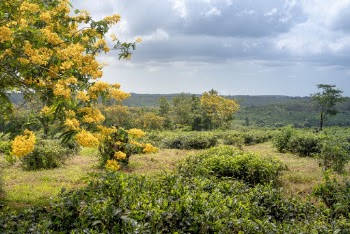Green Tea Farm Near Yellow Flowering  Trees