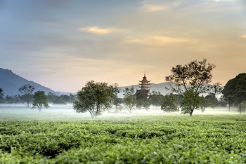 Green Tea Field