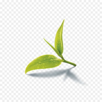 Green tea Iced tea Assam tea Tea production in Sri Lanka - pepermint 