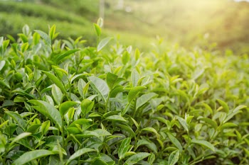 Green tea leaf background in tea plantations. Free Photo