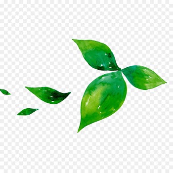 Green tea Leaf Matcha - Green tea leaf 