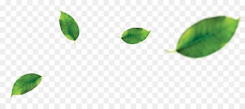 Green tea Leaf Orange - tea leaves 