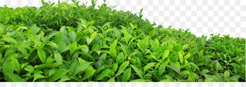 Green tea Leaf - tea 